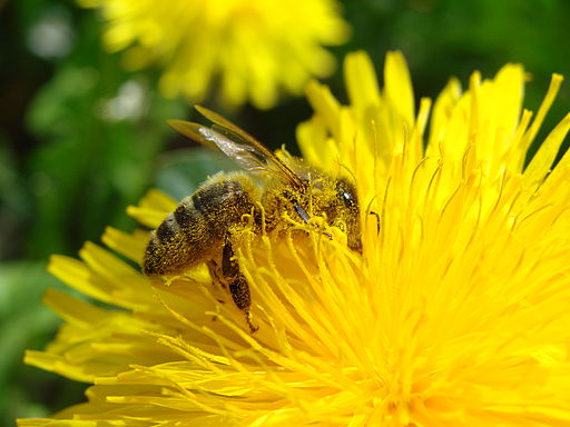 Pollination Bee Dandelion