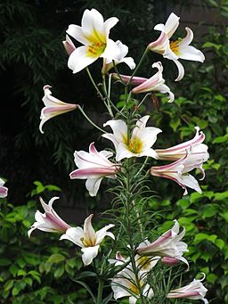 Weiße Königs-Lilie (Lilium regale)
