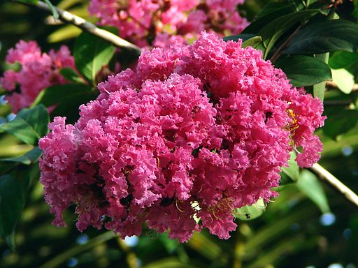 Red Myrtle (Lagerstroemia indica)