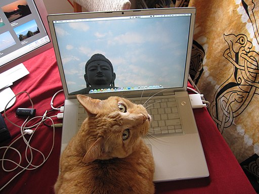 Computer Using Cat