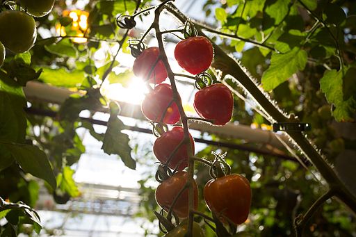 Lufa Farms Strawberry Tomatoes