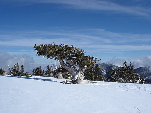 Pinus longaeva in snow Great Basin NP 2
