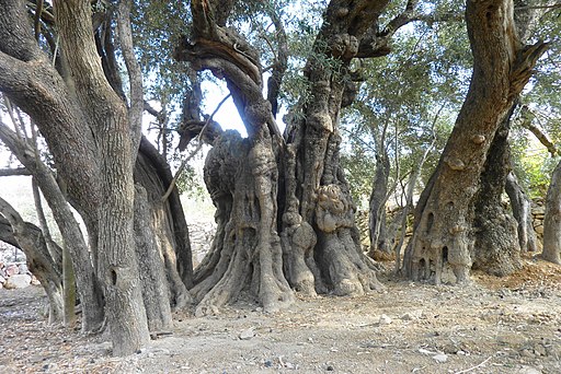 5000 years old olive tree - panoramio (1)