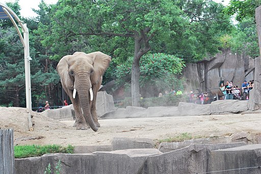 African elephant 0550 02
