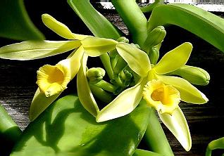 Vanilla planifolia112686509