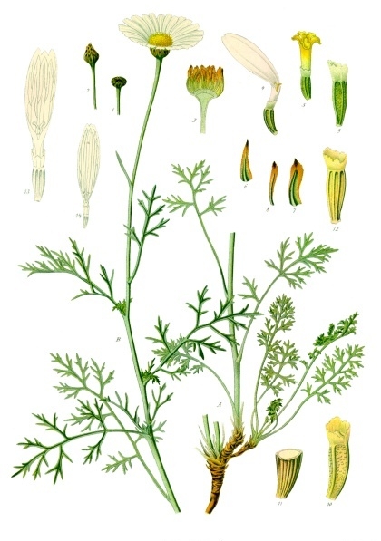 Tanacetum cinerariifolium - Köhler–s Medizinal-Pflanzen-269