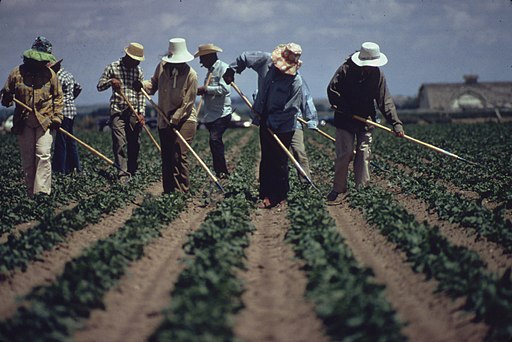 WEEDING SUGAR BEETS NEAR FORT COLLINS. (FROM THE SITES EXHIBITION. FOR OTHER IMAGES IN THIS ASSIGNMENT, SEE FICHE... - NARA - 553879 (cropped)