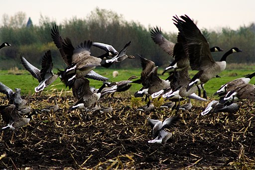 Mixed Greylag & Canada Goose flock, Netherlands
