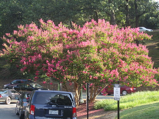 Crepe myrtle tree at Univ. of VA IMG 4278