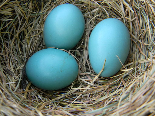American Robin Eggs in Nest