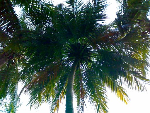 Beauty of Coconut