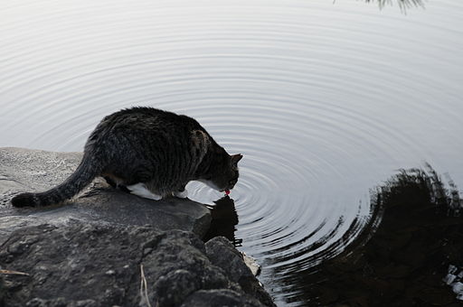 Fat tabby cat drinking water from a pond-Hisashi-01