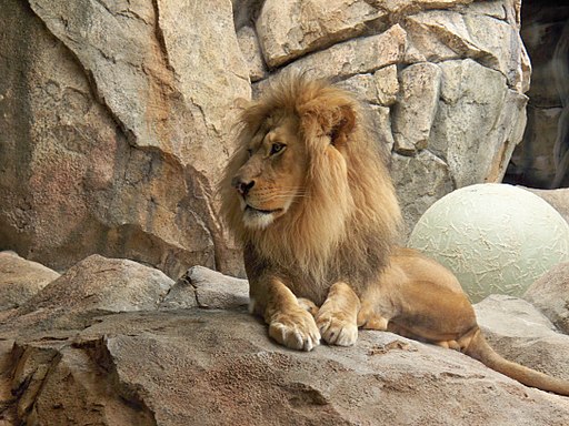 Lion Milwaukee County Zoo II