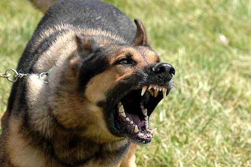 Military dog barking