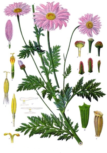 Tanacetum coccineum - Köhler–s Medizinal-Pflanzen-037