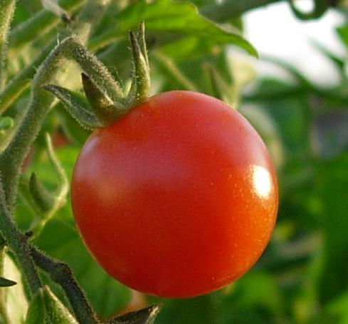 Tomato on its stem