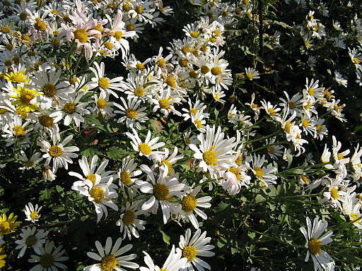Chrysanthemum zawadskii1