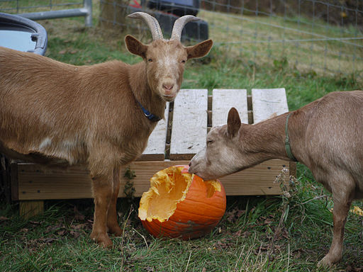 Golden Guernsey goats eat pumpkin