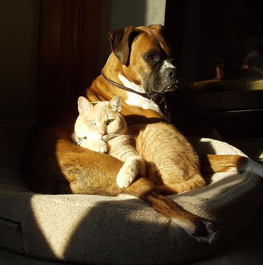 041115 Brindle Boxer and house cat