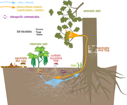 Mycorrhizal network